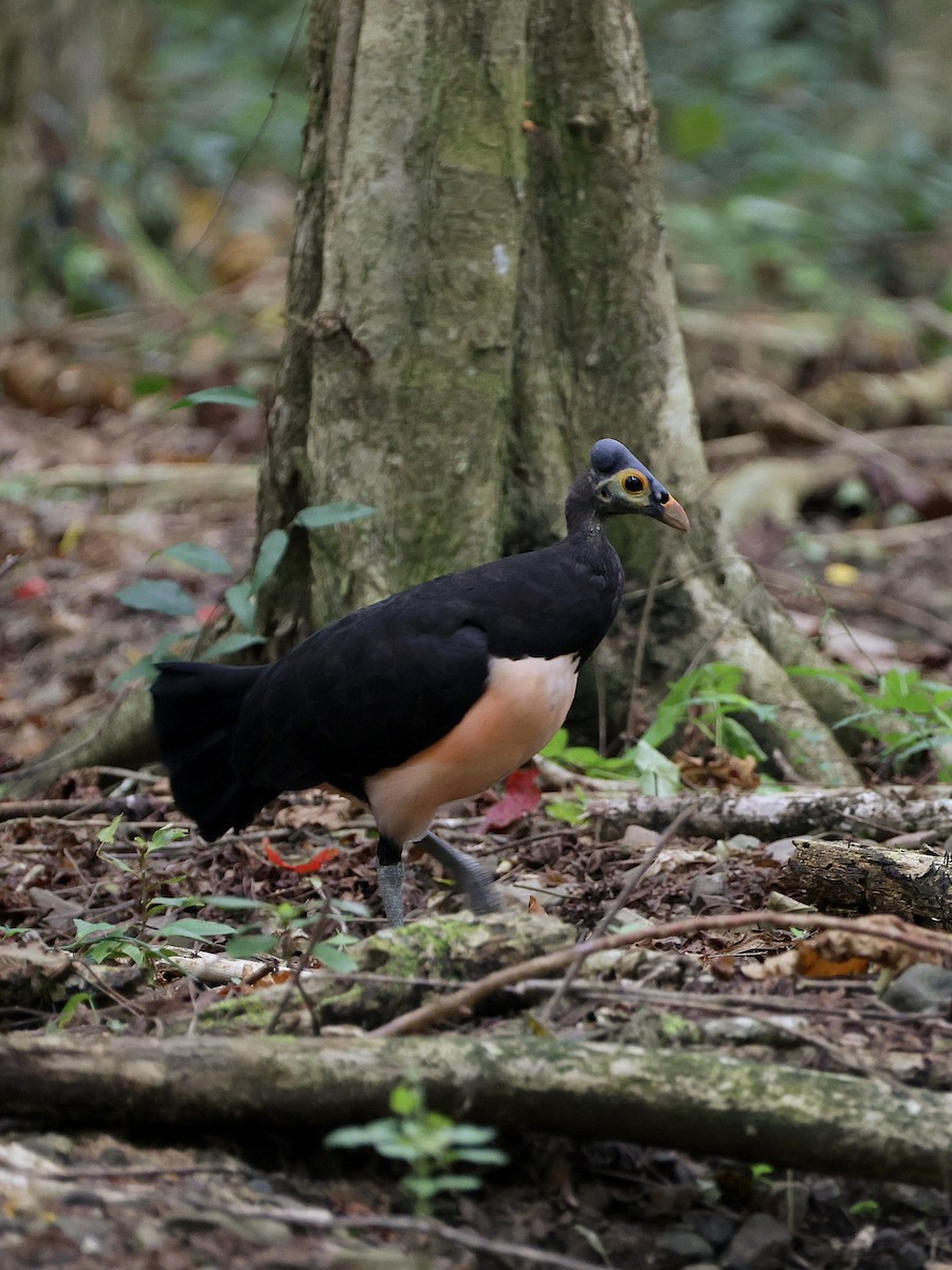 Малео - ML646597966