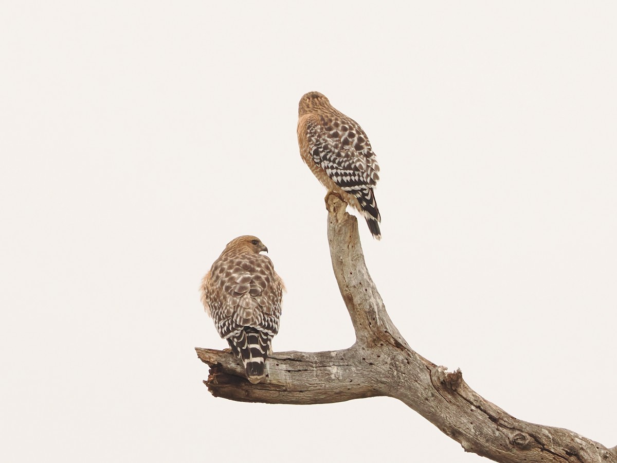 Red-shouldered Hawk - ML646597967