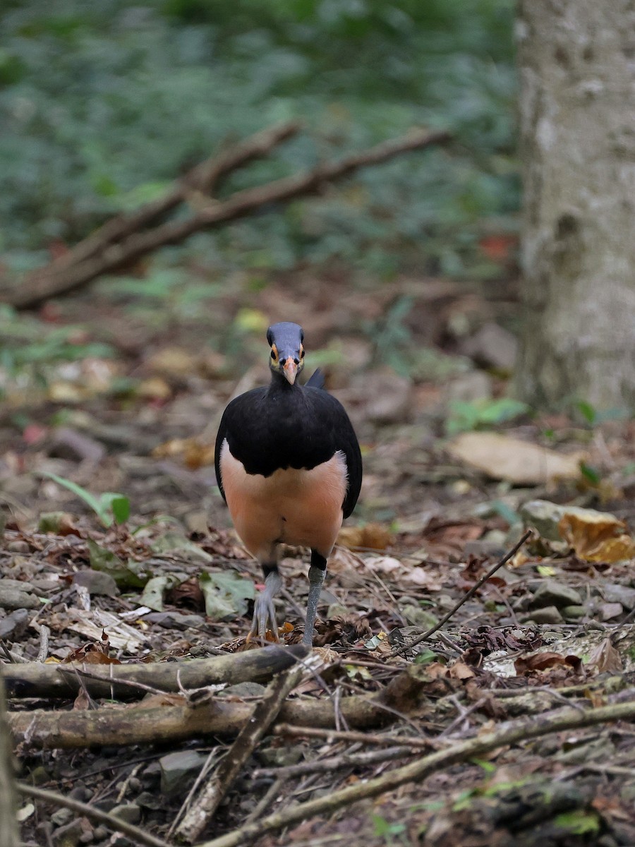 Малео - ML646597968