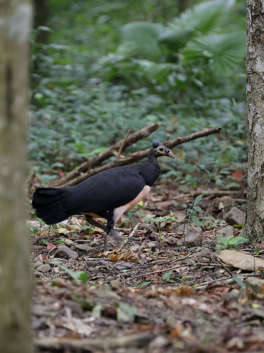 Малео - ML646597969