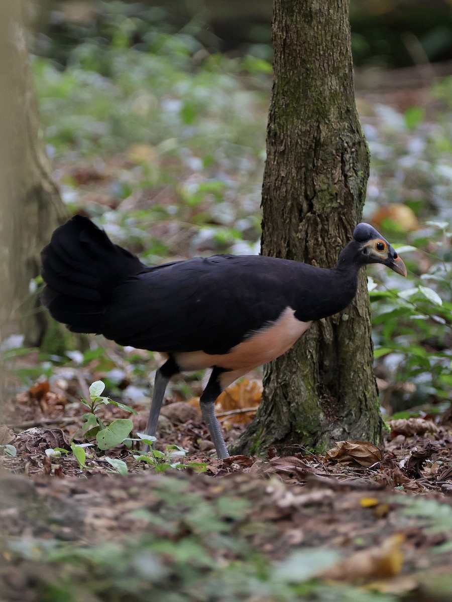 Малео - ML646597970