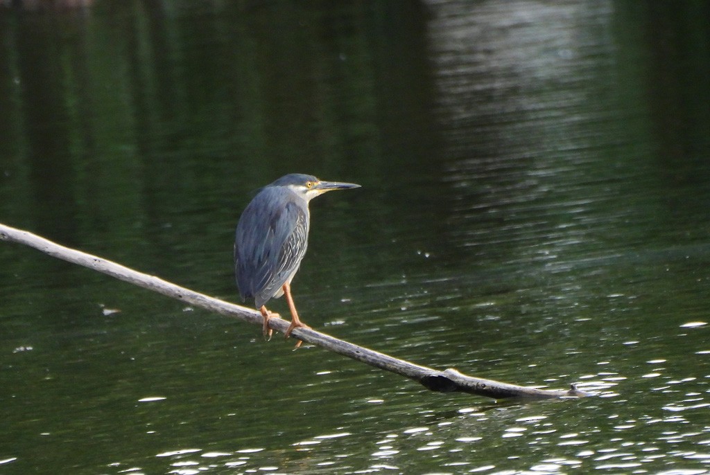 綠簑鷺 - ML646597972