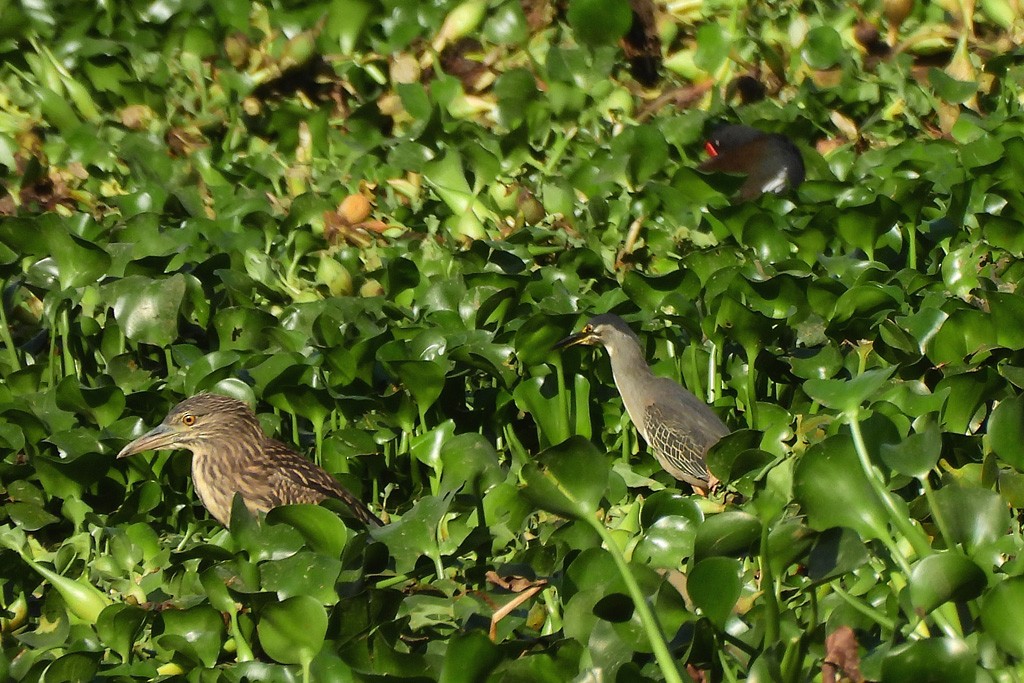 綠簑鷺 - ML646597973