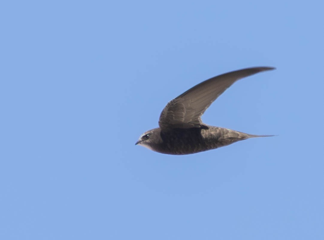 Серпокрилець чорний - ML646597975