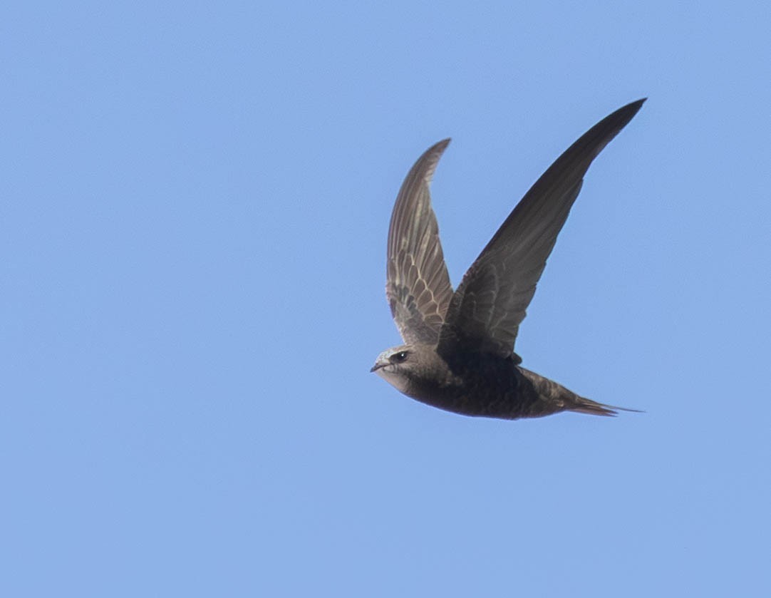 Серпокрилець чорний - ML646597977