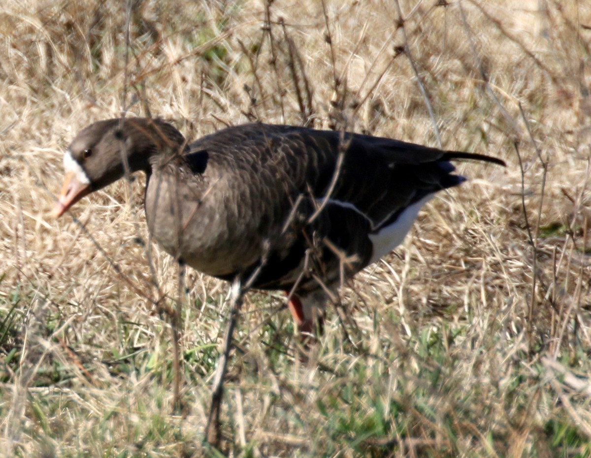 Гуска білолоба - ML646597978