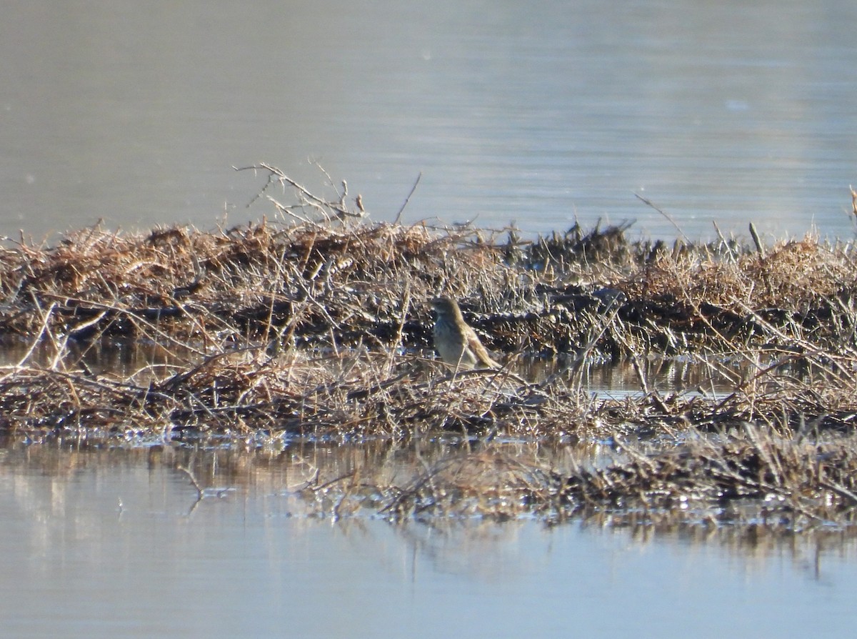 Water Pipit - ML646597982