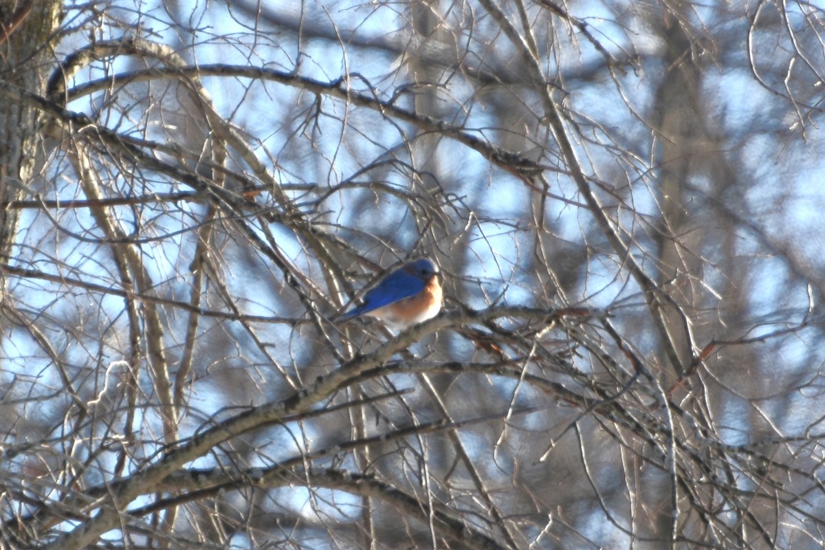 Eastern Bluebird - ML646597983