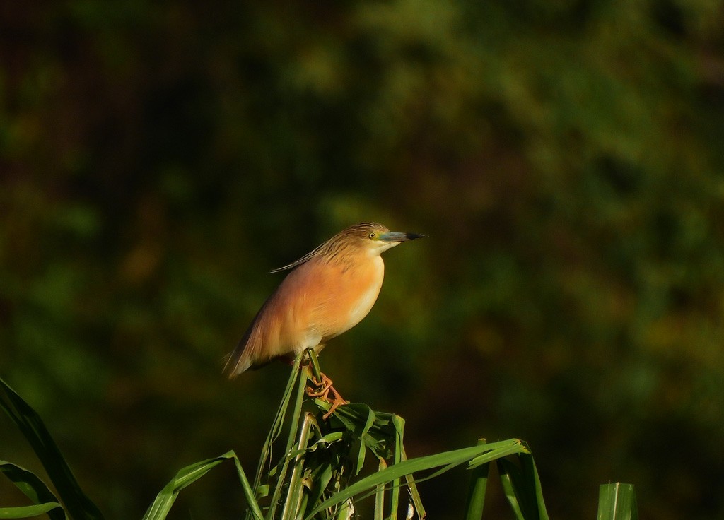 Squacco Heron - ML646597984