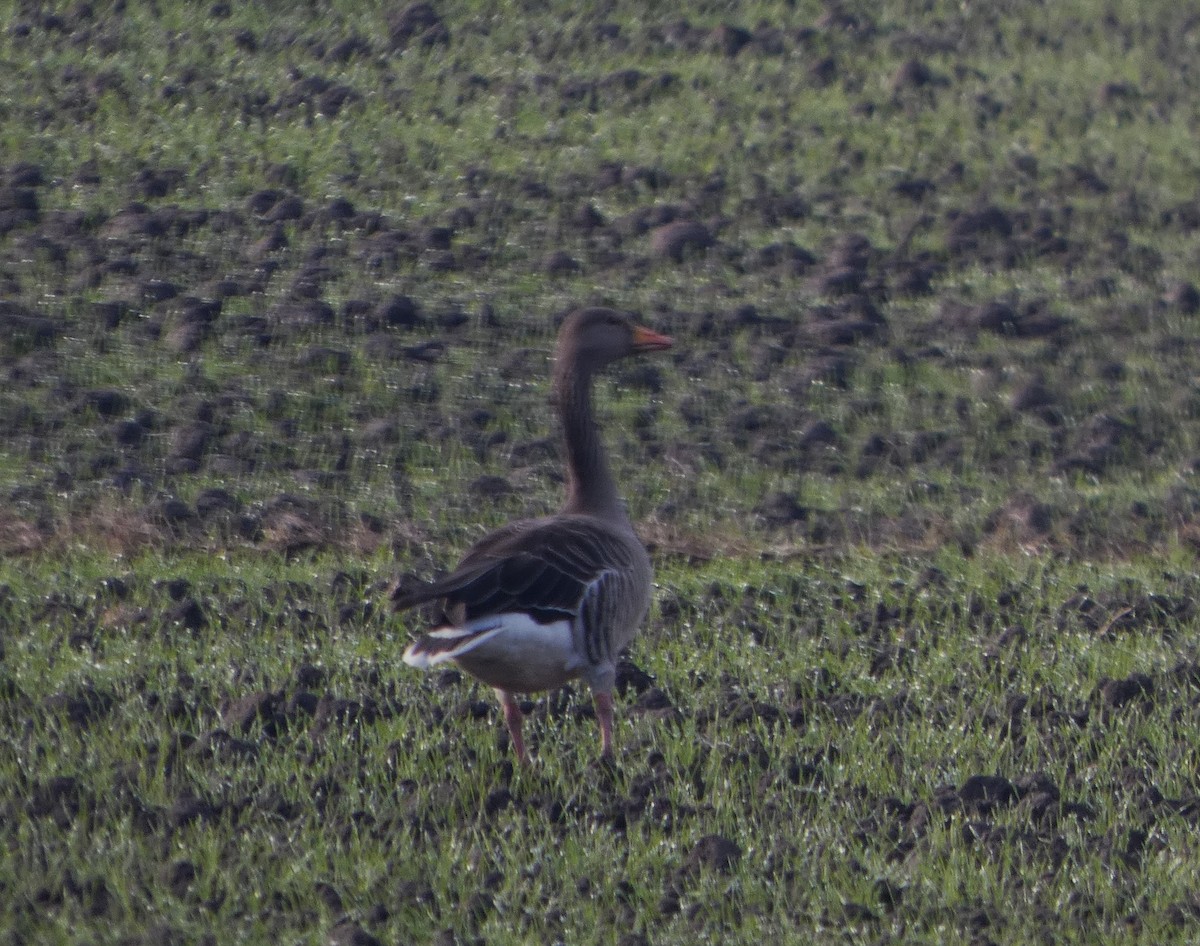 Graylag Goose - ML646597985