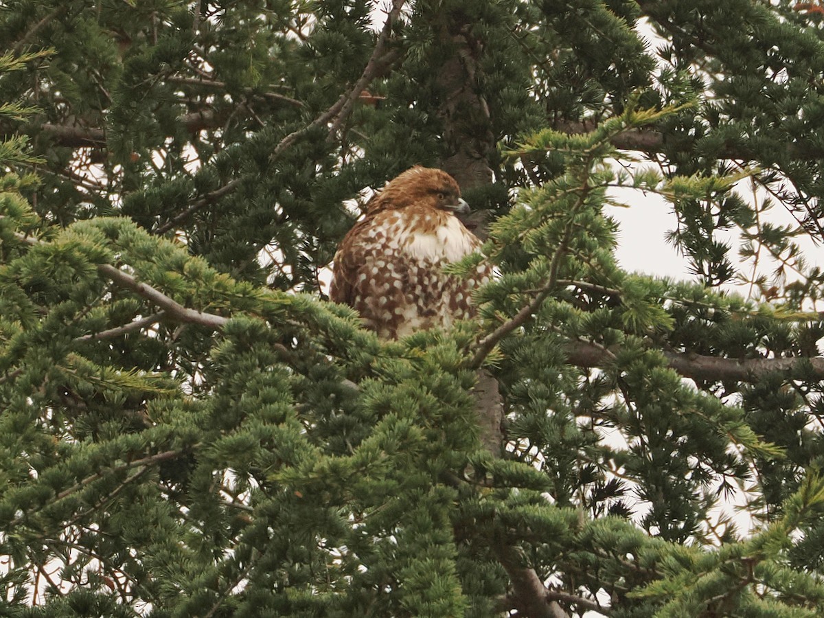 Red-tailed Hawk - ML646597987