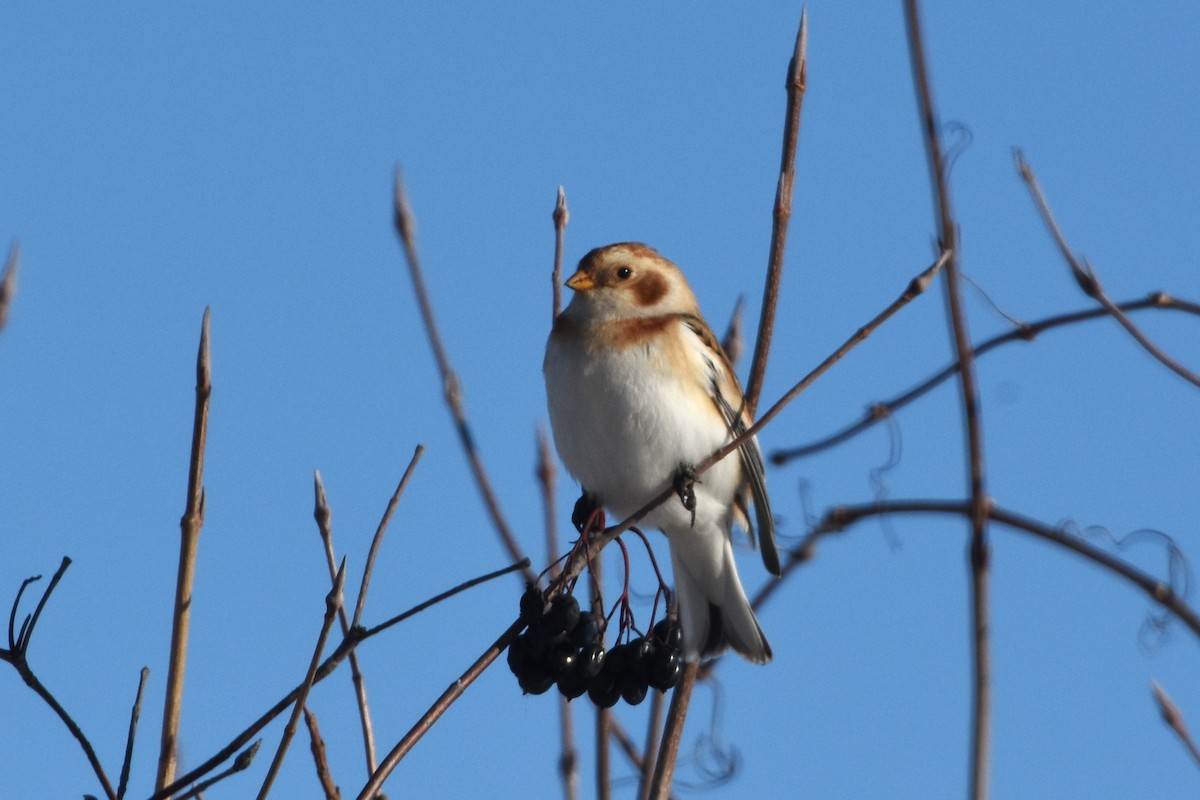 Snow Bunting - ML646597988
