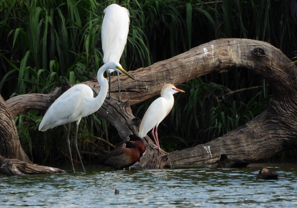 Western Cattle-Egret - ML646597993