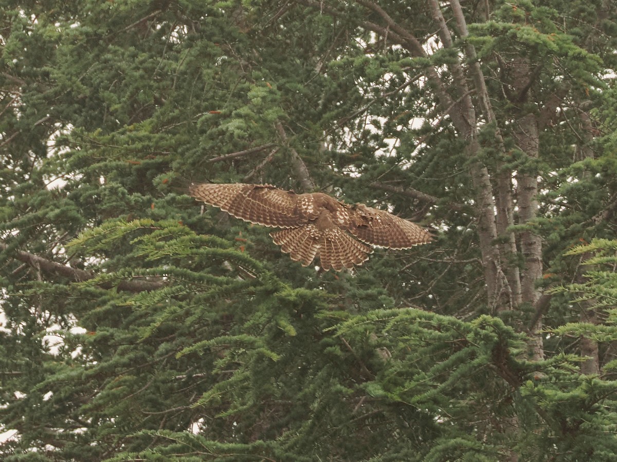 Red-tailed Hawk - ML646597994