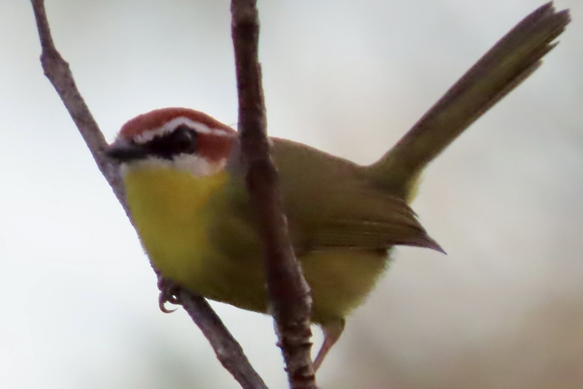 Rufous-capped Warbler - ML646597995
