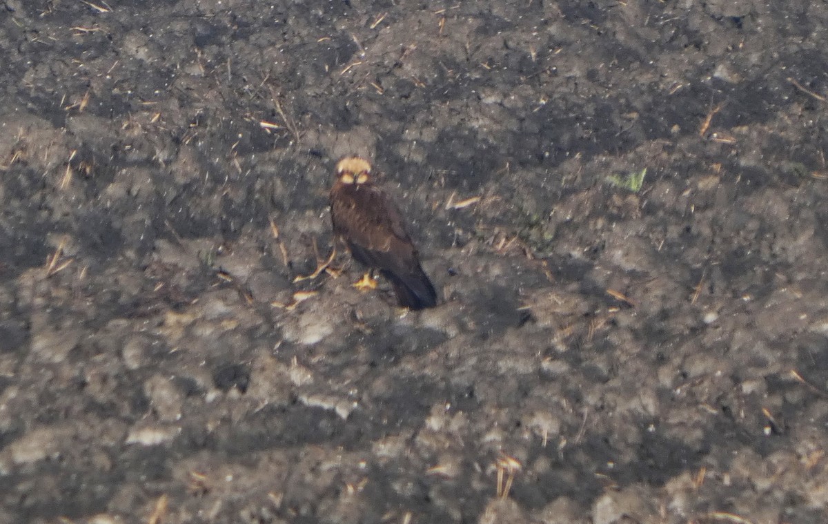 Western Marsh Harrier - ML646597996