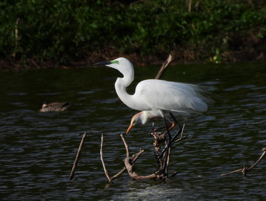 大白鷺 - ML646597999