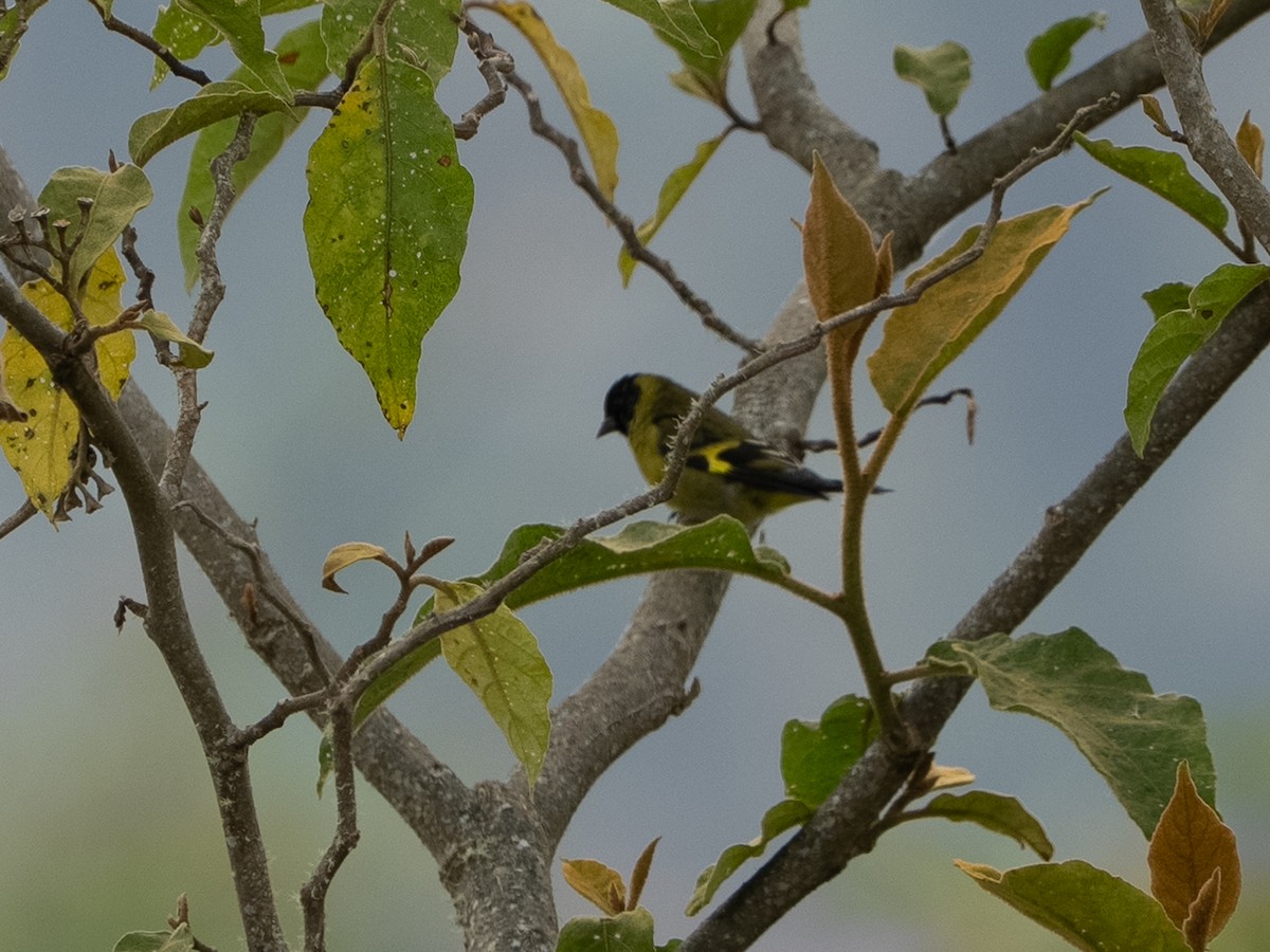 hettesisik - ML646598001