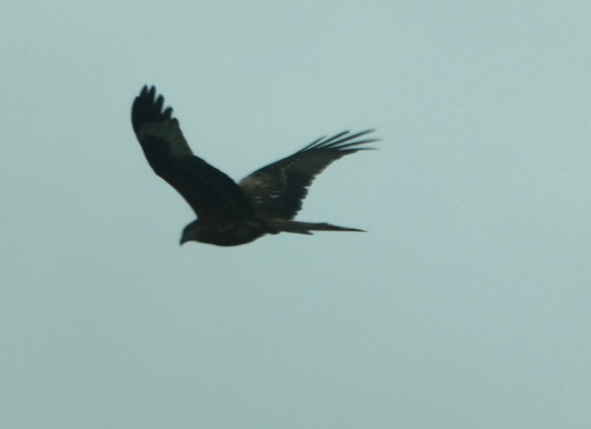 Red Kite - ML646598002