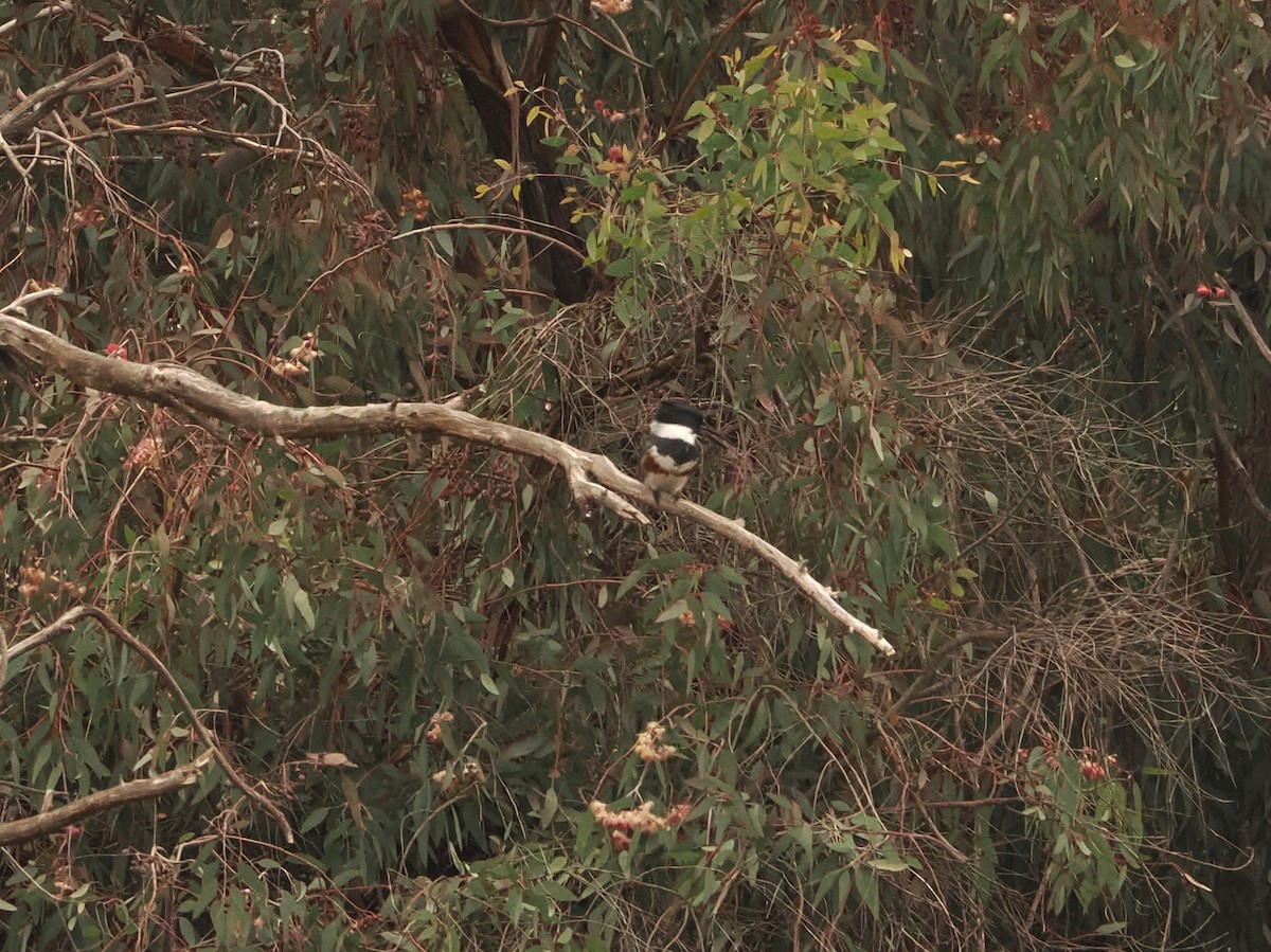 Belted Kingfisher - ML646598003