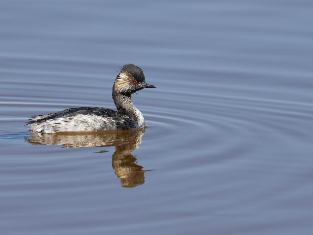 Grèbe à cou noir - ML646598009