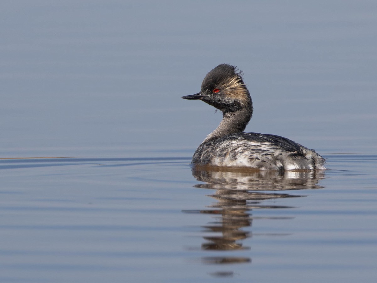 Grèbe à cou noir - ML646598010