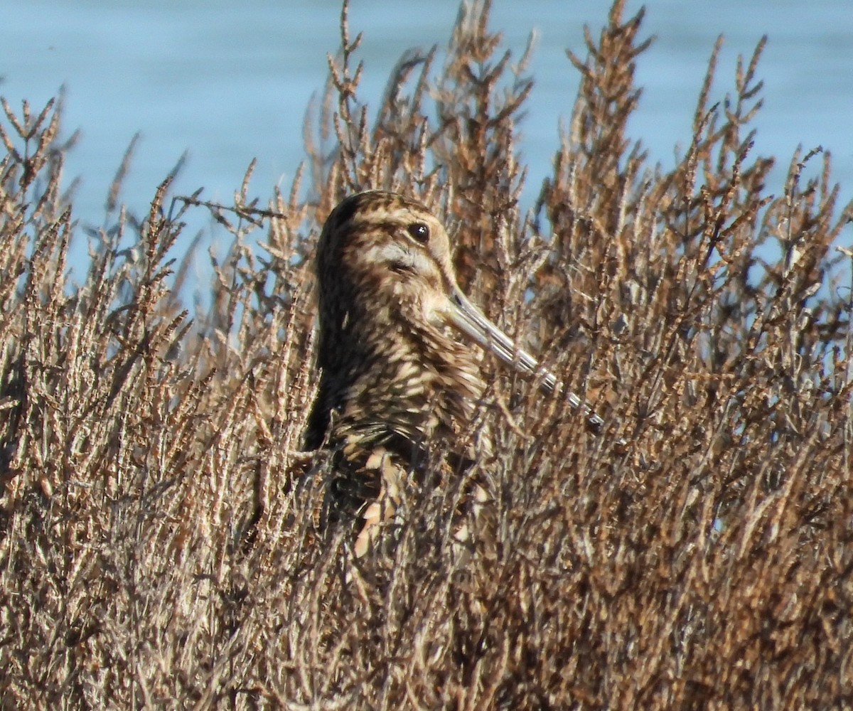 Common Snipe - ML646598011