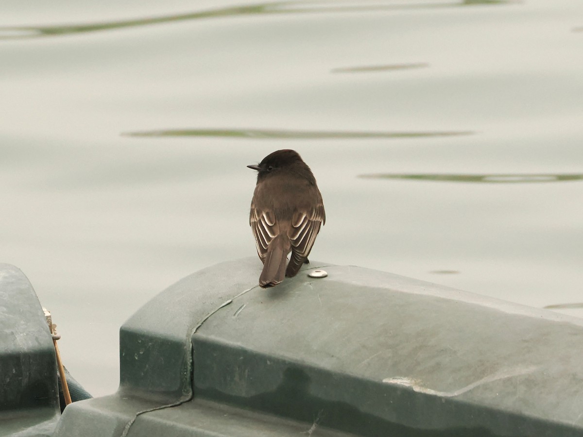 Black Phoebe - ML646598012