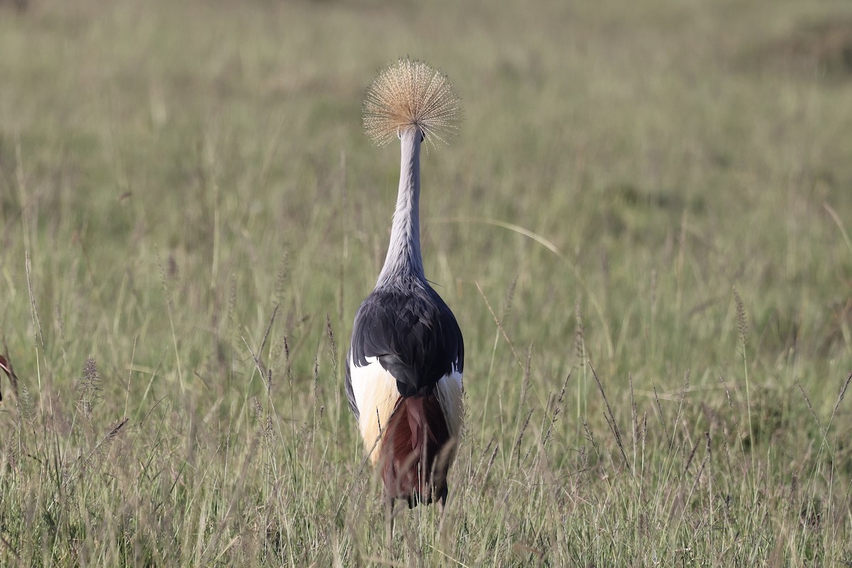 Gray Crowned-Crane - ML646598013