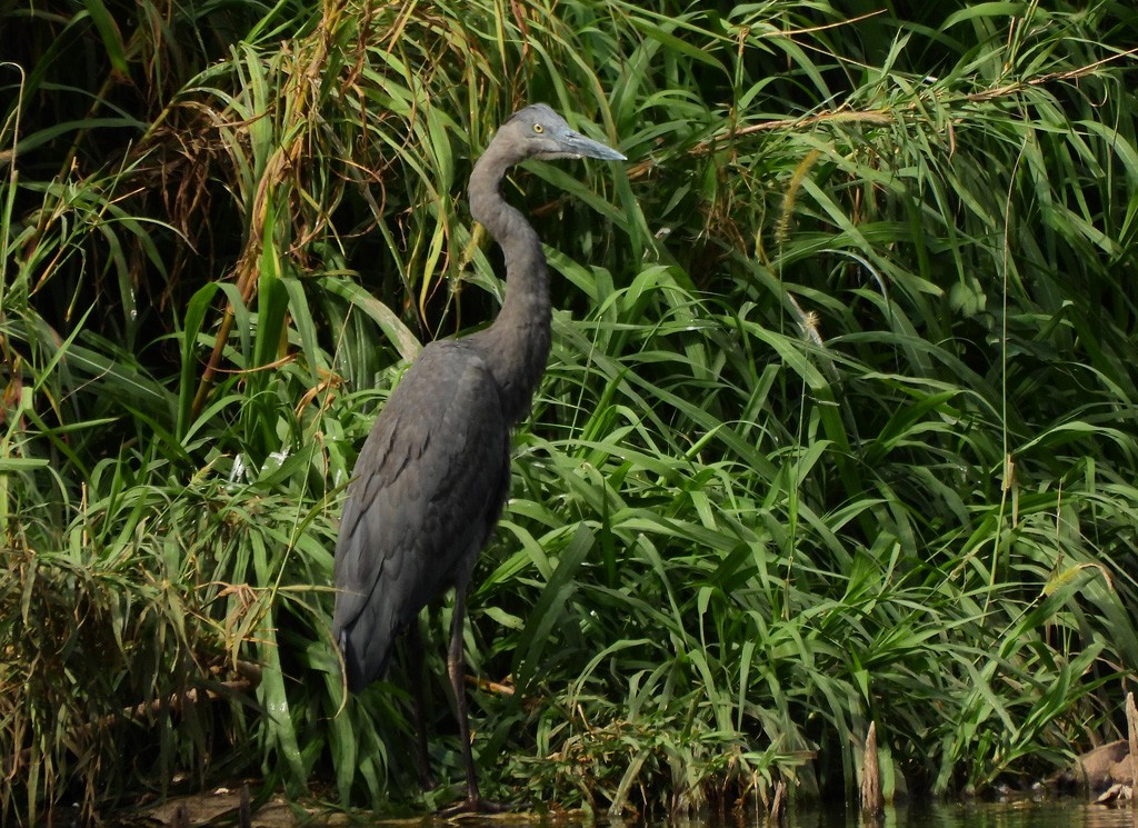 Humblot's Heron - ML646598014