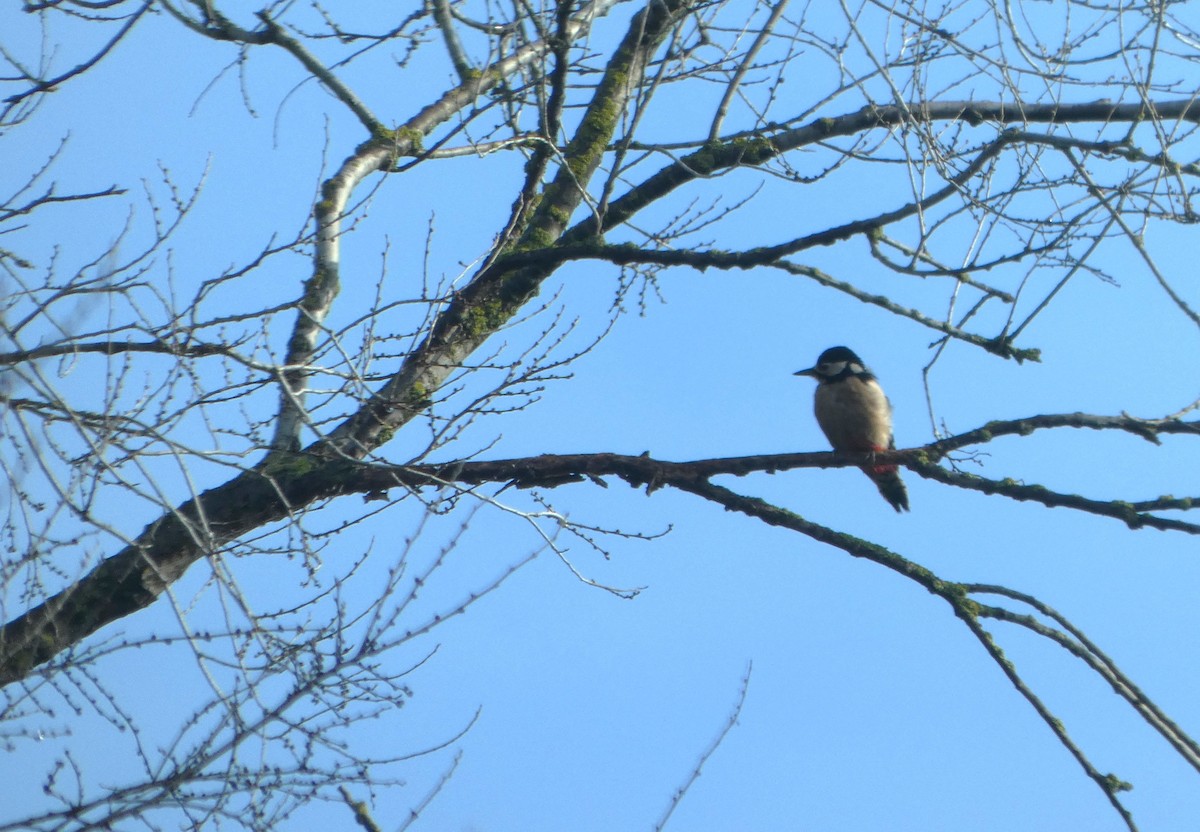 Great Spotted Woodpecker - ML646598017