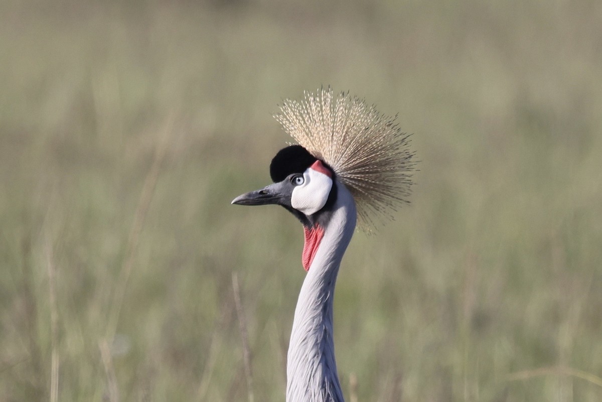 Gray Crowned-Crane - ML646598021