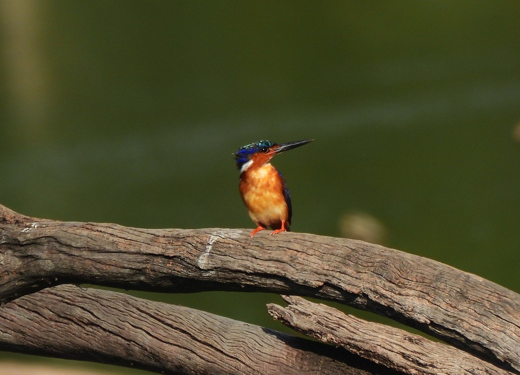 Malagasy Kingfisher - ML646598028