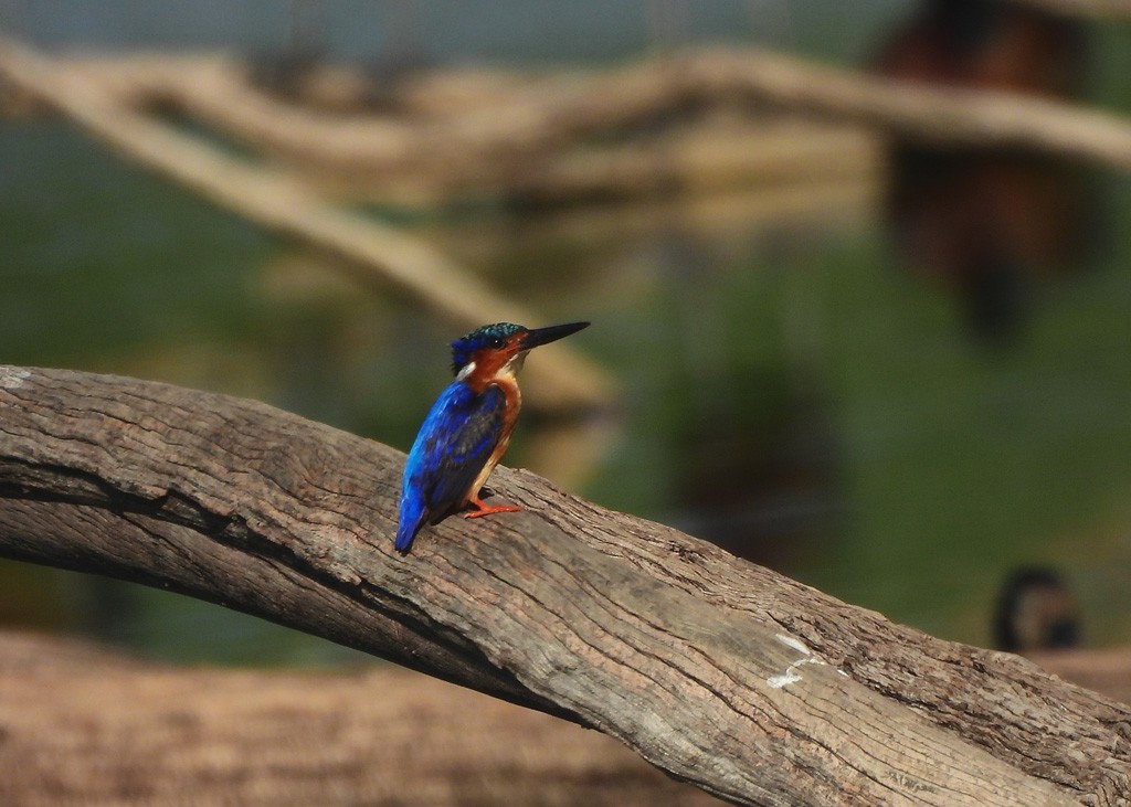 Malagasy Kingfisher - ML646598029