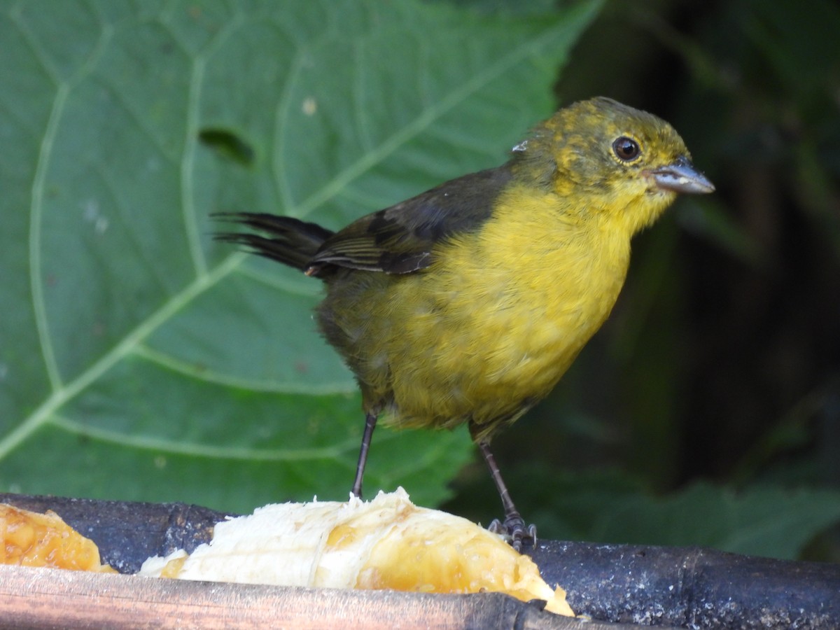 Yellow-headed Brushfinch - ML646598030