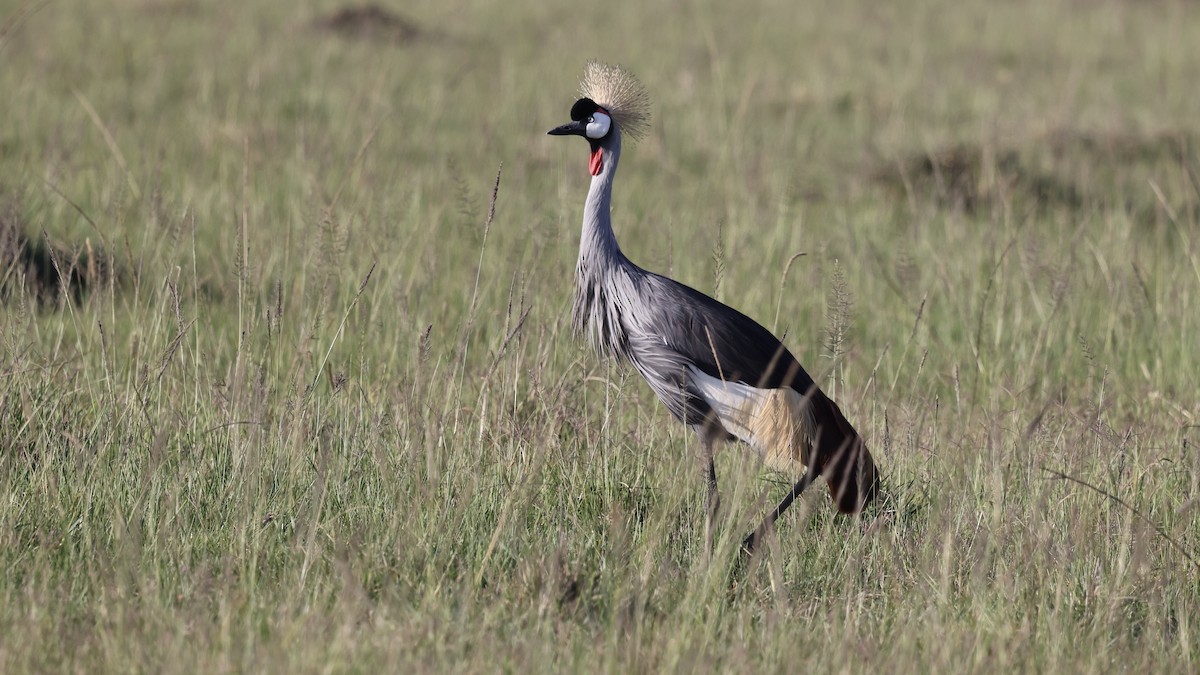 Gray Crowned-Crane - ML646598031