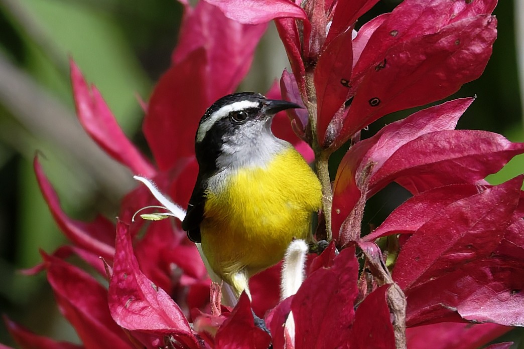 Zuckervogel - ML646598032