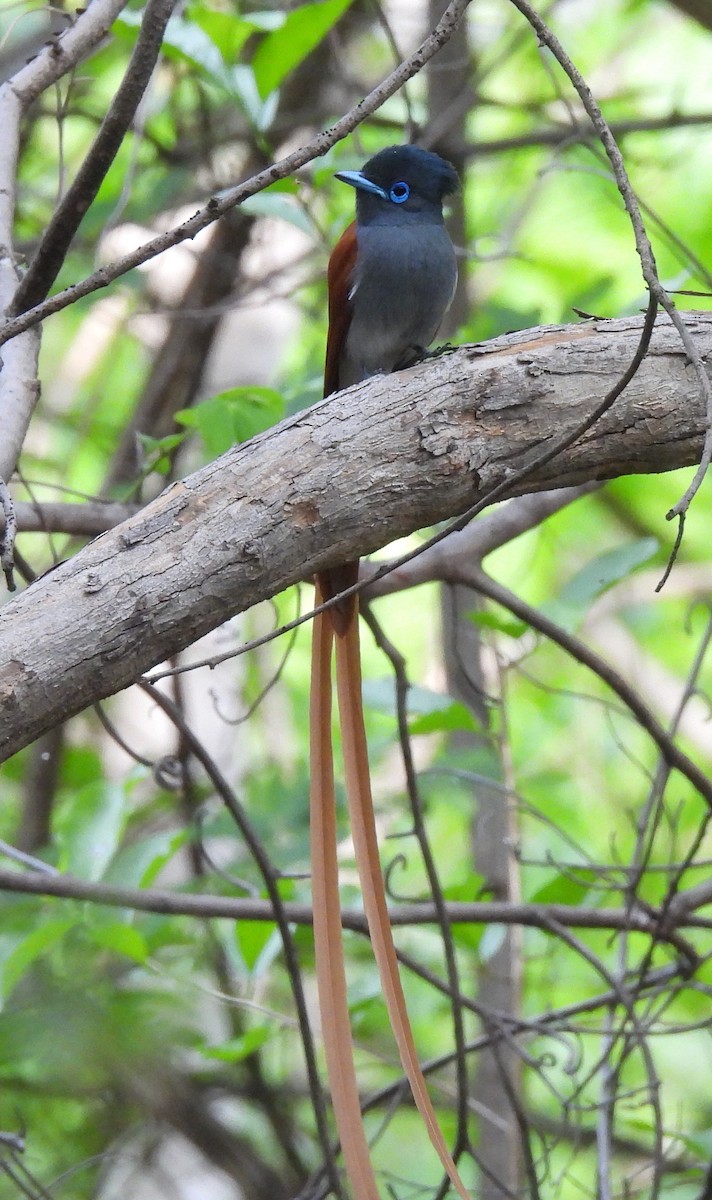 Tchitrec d'Afrique - ML646598041