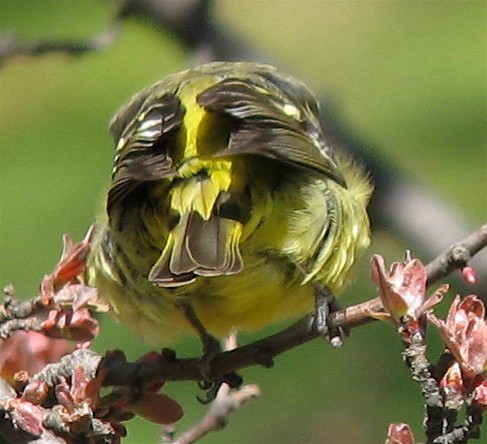 Western Tanager - ML646598043