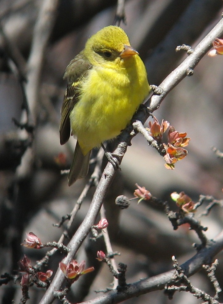 Western Tanager - ML646598044