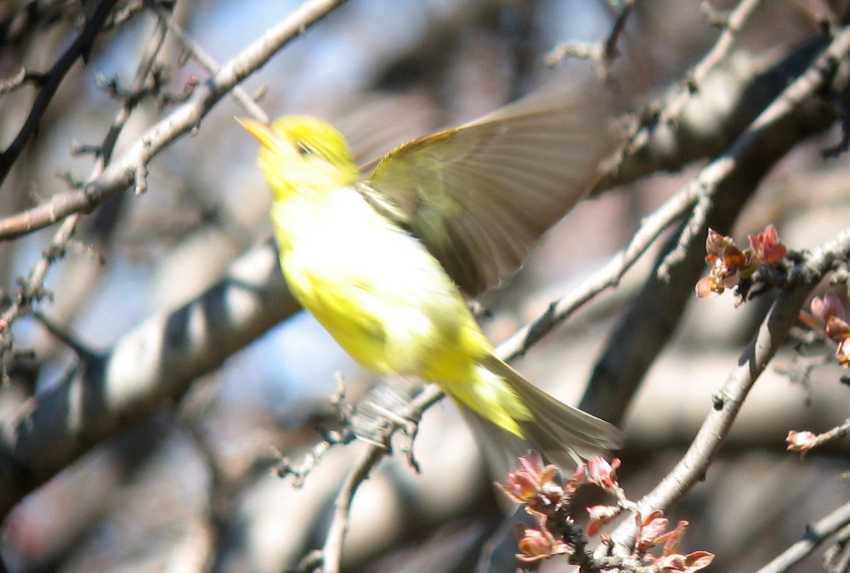 Western Tanager - ML646598045