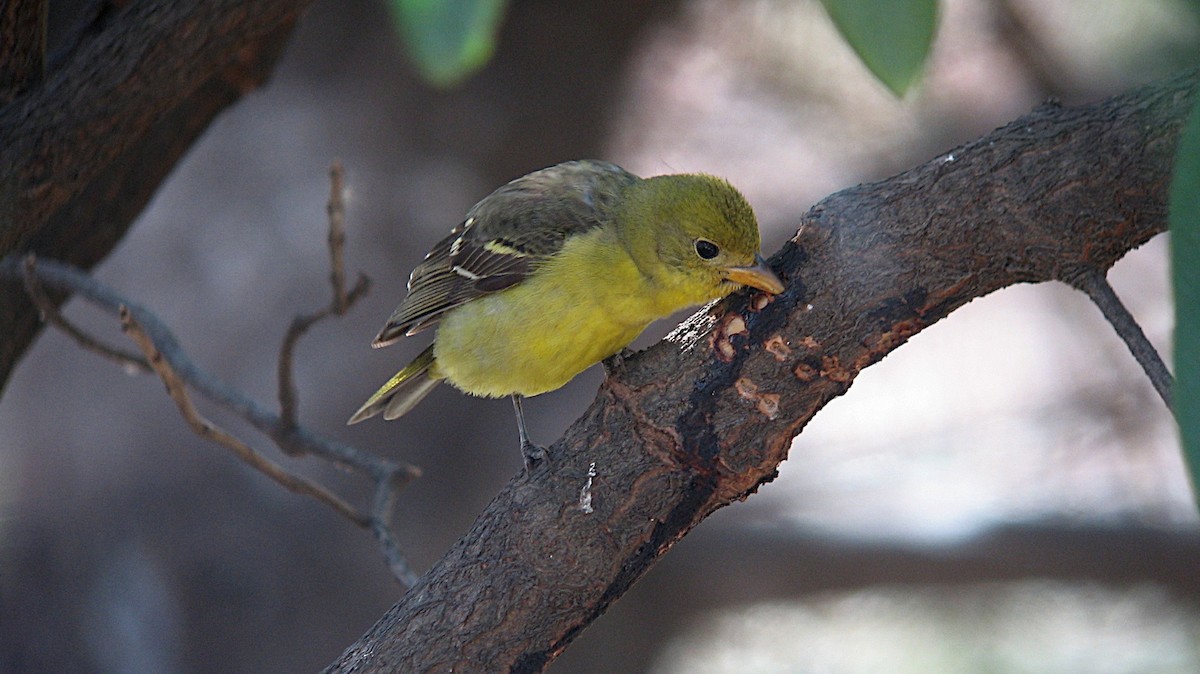 Western Tanager - ML646598046