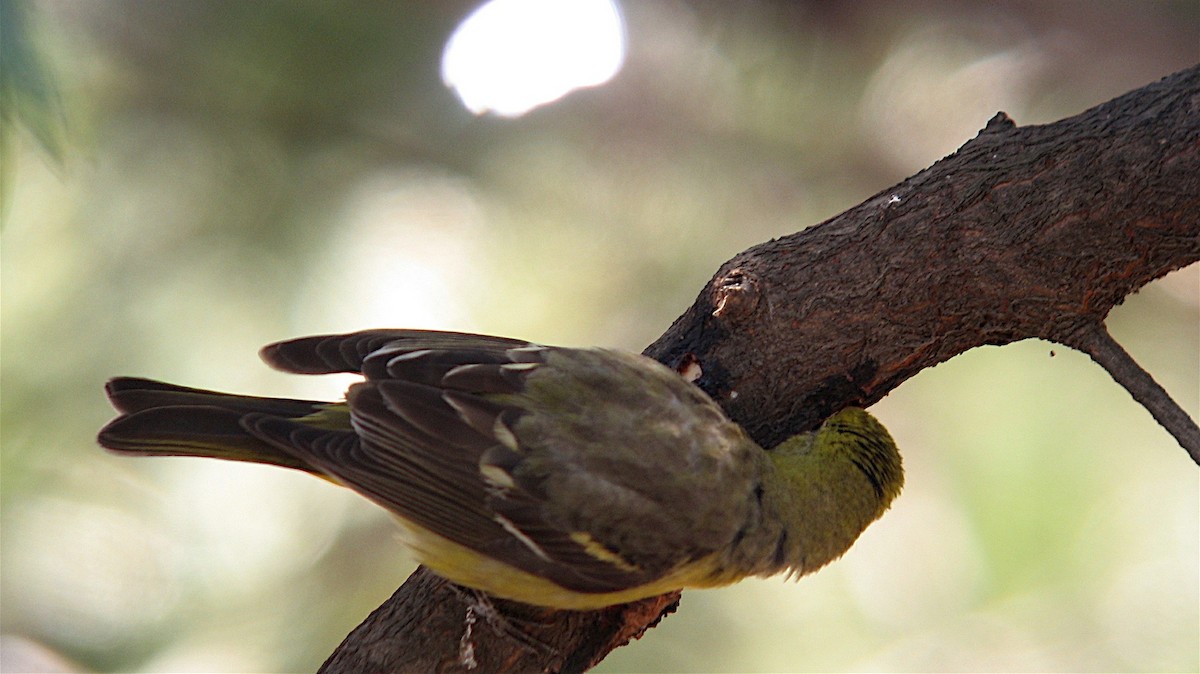 Western Tanager - ML646598047