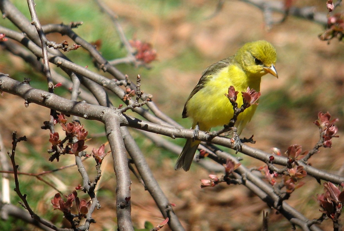 Western Tanager - ML646598048