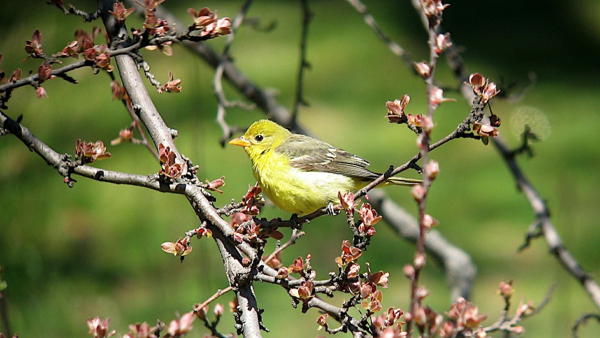 Western Tanager - ML646598049
