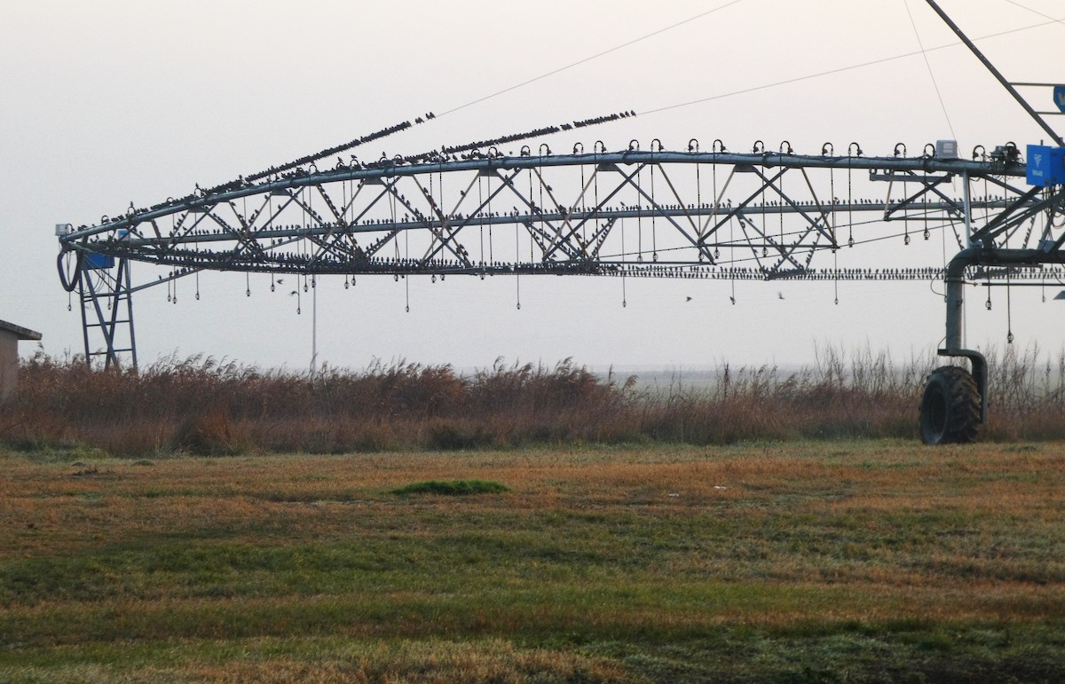 European Starling - ML646598050