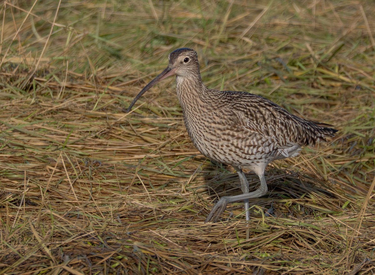 Eurasian Curlew - ML646598052