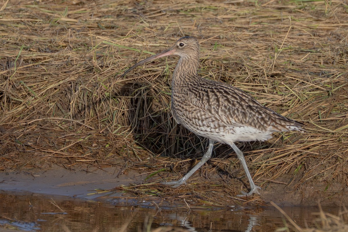 Eurasian Curlew - ML646598053