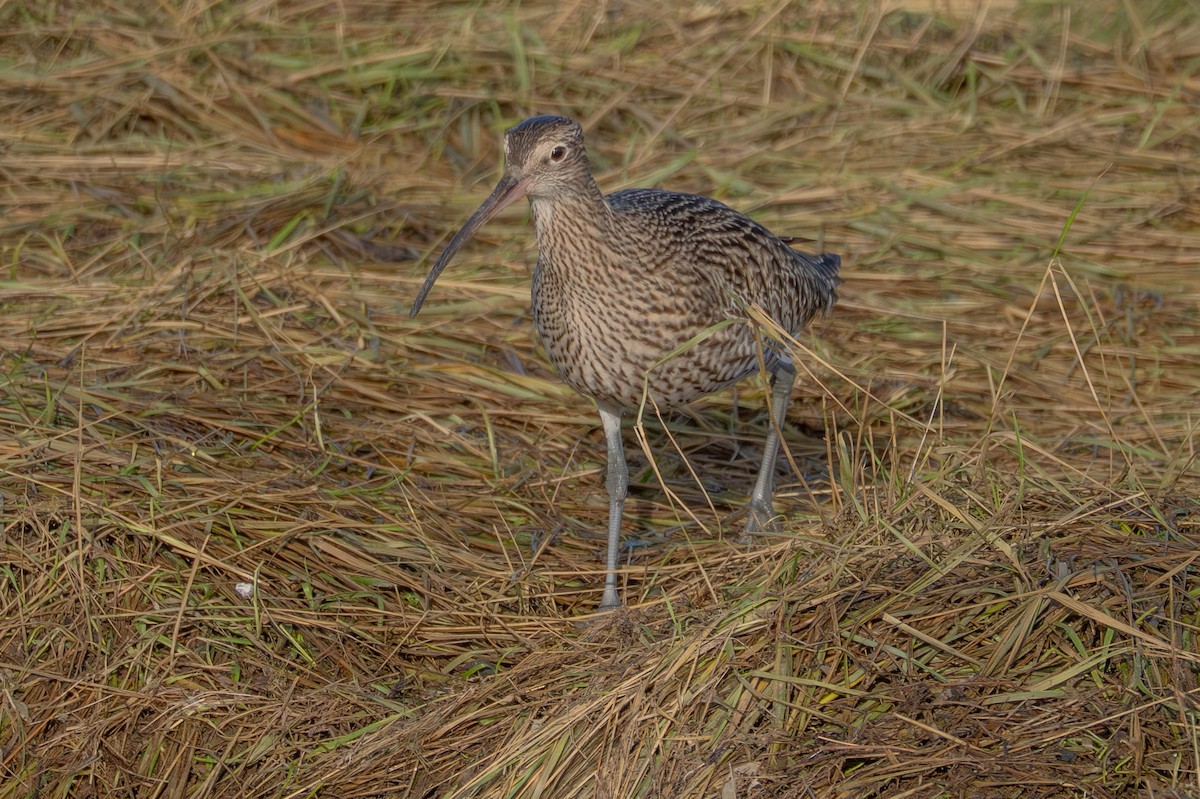 Eurasian Curlew - ML646598054