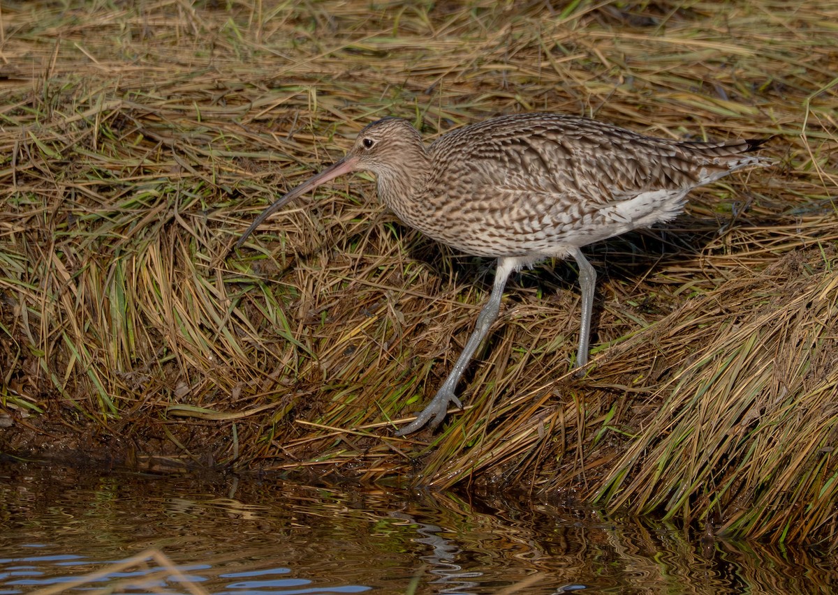 Eurasian Curlew - ML646598055